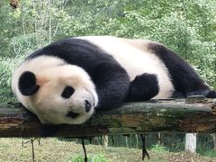-都江堰中华大熊猫苑