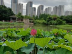 -金山公园