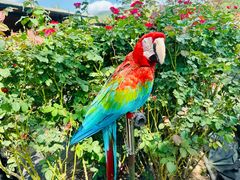 -亚龙湾国际玫瑰谷