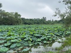 -白鹭湾湿地公园