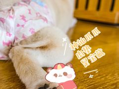 -柴犬小屋·柴餐厅·狗咖食堂(金鼎广场店)