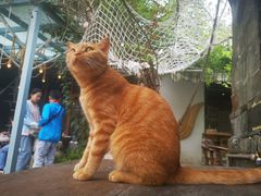 -喵屿·大理花园猫咖