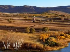 -乌兰布统景区-白桦林