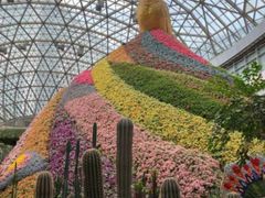 -花之城