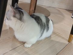 -安格丽娜·狗咖·猫咖羊驼咖(春熙路百盛商场店)