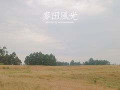 -空港花田景区