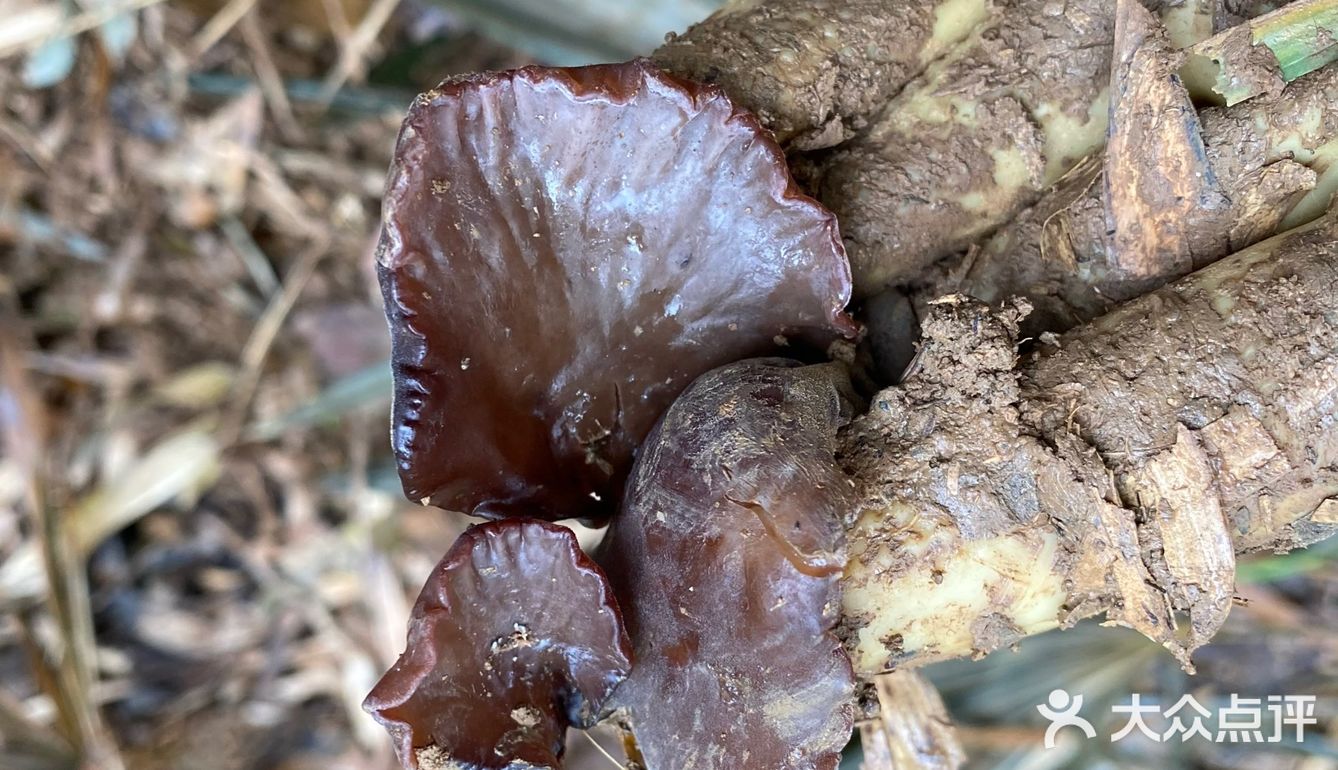 地理位置： 宜兴  约着去朋友家挖笋