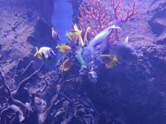 -芜湖新华联大白鲸海洋公园