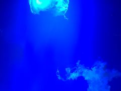 -芜湖新华联大白鲸海洋公园