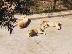 -大连森林动物园