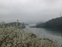 -广州市流溪河国家森林公园