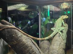 -广州长隆飞鸟乐园