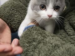 -欣宠猫屋·矮脚拿破仑·蓝金金渐层