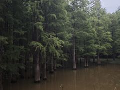 -青龙山国家森林公园
