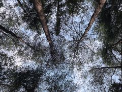 -重庆睡佛山森林公园