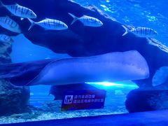 -秦皇岛新澳海底世界