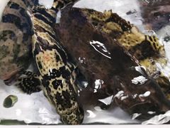 -海儀美食楼(湾仔海鲜街店)