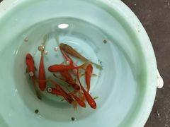 -上海大自然野生昆虫馆(东方明珠·爬宠昆虫探索中心)
