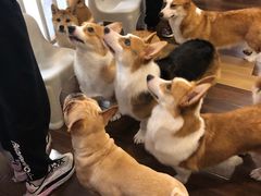 -柯斗斗主题餐厅·狗咖·围炉煮茶·茶饮(国瑞升平里店)