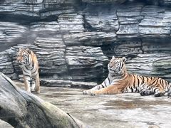 -贵州森林野生动物园