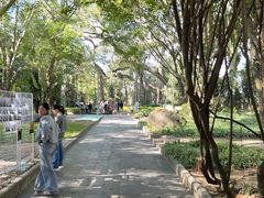 -瑞丽独树成林风景区