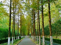 -合肥滨湖国家森林公园