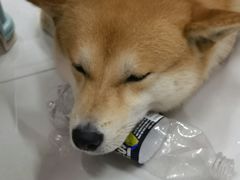 -栾川竹海野生动物园