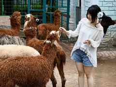 -灵玲国际马戏城