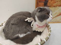 -共舞时光猫咖·狗咖(新街口店)
