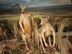 -Behring World of Animals(上海自然博物馆店)