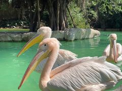 -珠海长隆海洋王国
