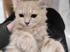 -楼上猫咖(罗湖店)