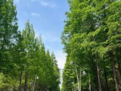 -渡海小渔村.老辈日照菜