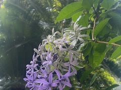 -深圳仙湖植物园