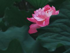 -陈家山荷花公园