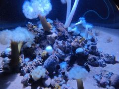 -瑞普利水族馆