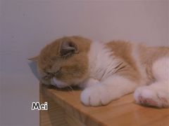 -Heymao猫咖.咖啡厅(东门店)