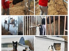 -月河湾马术俱乐部(朝阳店)