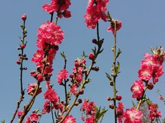 -桃花涧