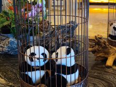-成都保利公园皇冠假日酒店(熊猫基地店)