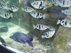 -迪拜水族馆及水下动物园