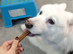 -严国平动物医院(德政总院)