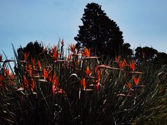 -墨尔本皇家植物园