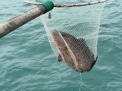 -小猫钓鱼海钓俱乐部(椰梦长廊店)