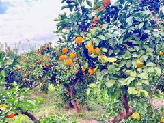 -上海滨江森林公园