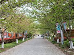 -高东镇樱花园