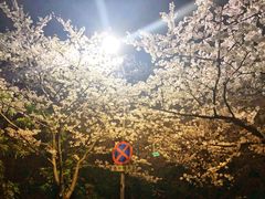 -武汉大学-樱园