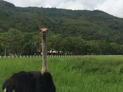 -瑞穗牧场