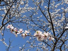 -桃花堤公园