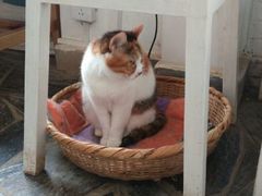 android_upload_pic-Anne猫窝咖啡屋